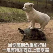 王大胖丁