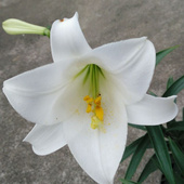 毛茂盛