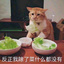 悲鸣鱿鱼
