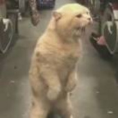 橘猫