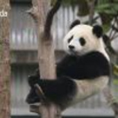 Ro寂耀