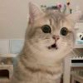薛定猫的谔