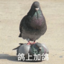 一碟沙罗酱