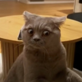 伊里奇的猫