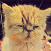 Naughtycat