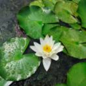 春花