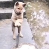 喵喵折用户