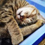 Miao