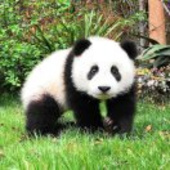 青山如是