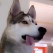 落辰