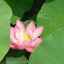 花落微凉梦清幽2.