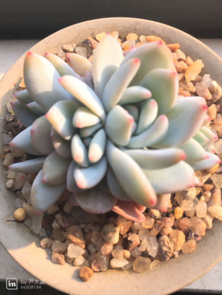 这些才是老娘我的最爱 多肉植物真可爱 很赞 这些才是老娘我的最爱 多肉植物真可爱 很赞