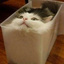 一盒短腿猫猫