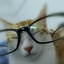 掌柜猫