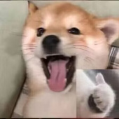 喵喵折
