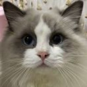 阿鸡