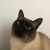 馇馇