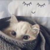 迷