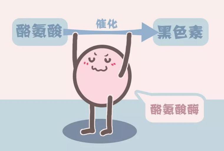 其中最直接的就是抑制生产黑色素的关键因素"酪氨酸酶"的活性