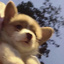 小熊