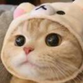 ฅTotoroฅ