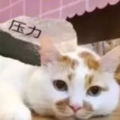 满眼皆星辰丶
