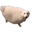 哈哈鱼