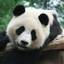 黑眼圈丶大熊猫