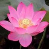 渎