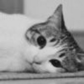 小黑