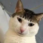 Elliott