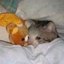 流泪猫猫头