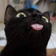 黑猫