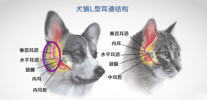 猫咪耳朵结构图图片