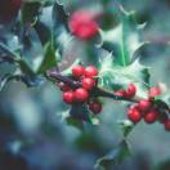 冬青.Ilex