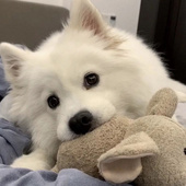 憨憨