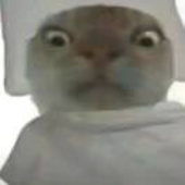 鼠鼠